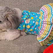 Channel Rios is registered to the contest to win money with this photo: animal, chair, colorful_clothing, cozy, cute, dog, domestic, dress, fluffy, furniture, indoor, patterned_dress, pet, relaxed, resting, seated, side_view, small_dog, textured, tongue_out