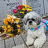 Channel Rios is registered to the contest to win money with this photo: bouquet, cemetery, colorful, dog, flower, fur, gravestone, gray, leaves, memorial, nature, outdoor, pavement, peaceful, pet, plaque, resting, rocks, vest, white