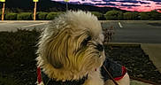 Channel Rios is registered to the contest to win money with this photo: animal, canine, clouds, cute, dog, evening, fluffy, jacket, leash, nature, outdoor, parking_lot, pet, rock, scenic, side_view, sky, small_dog, sunset, twilight