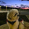 animal, canine, clouds, cute, dog, evening, fluffy, jacket, leash, nature, outdoor, parking_lot, pet, rock, scenic, side_view, sky, small_dog, sunset, twilight