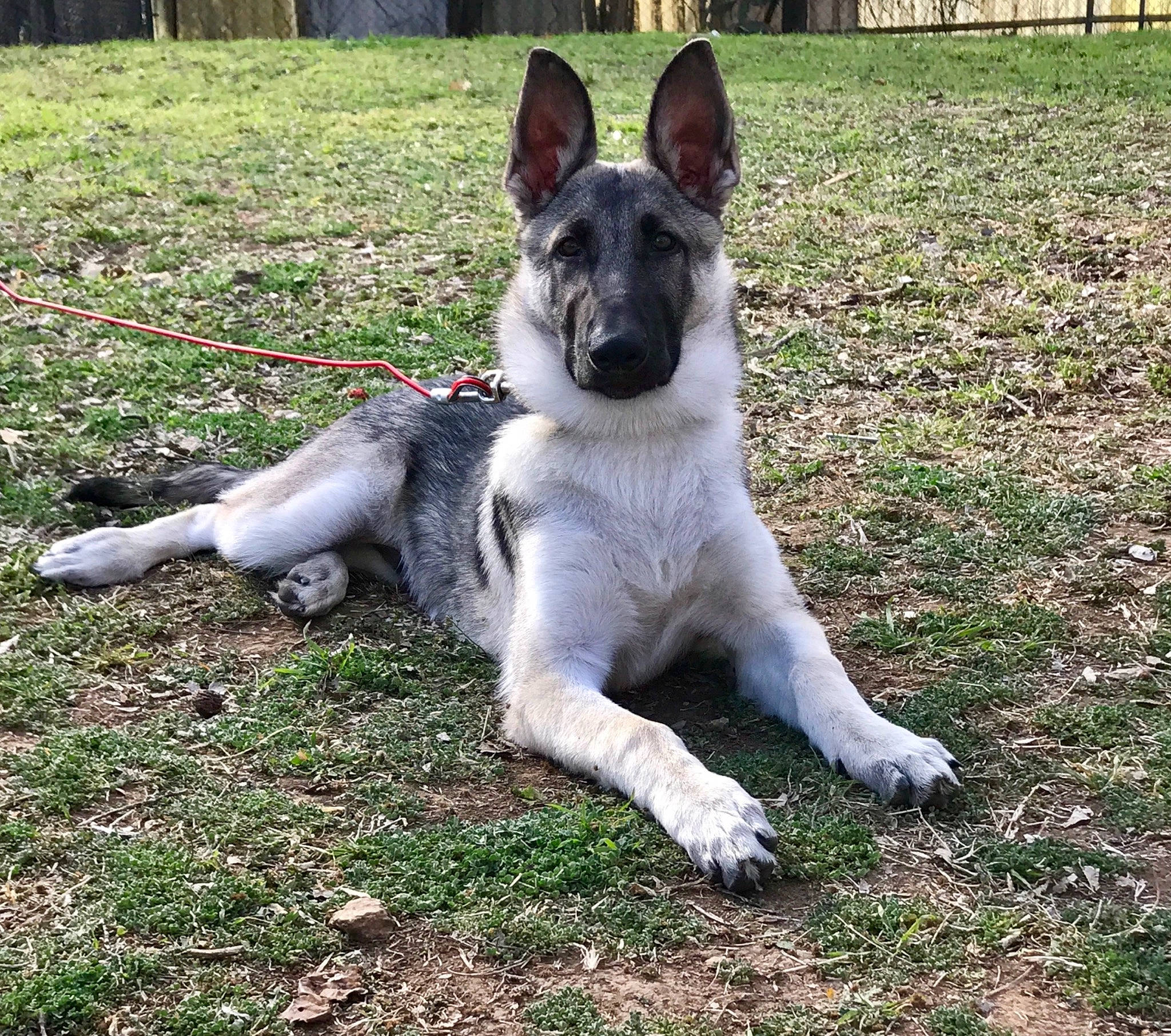 Mercy joined the competition — help win amazing prizes! canidae, carnivore, companion_dog, czechoslovakian_wolfdog, dog, dog_breed, east_european_shepherd, mammal, norwegian_elkhound, rare_breed_dog, shiloh_shepherd_dog, snout, vertebrate, wolfdog