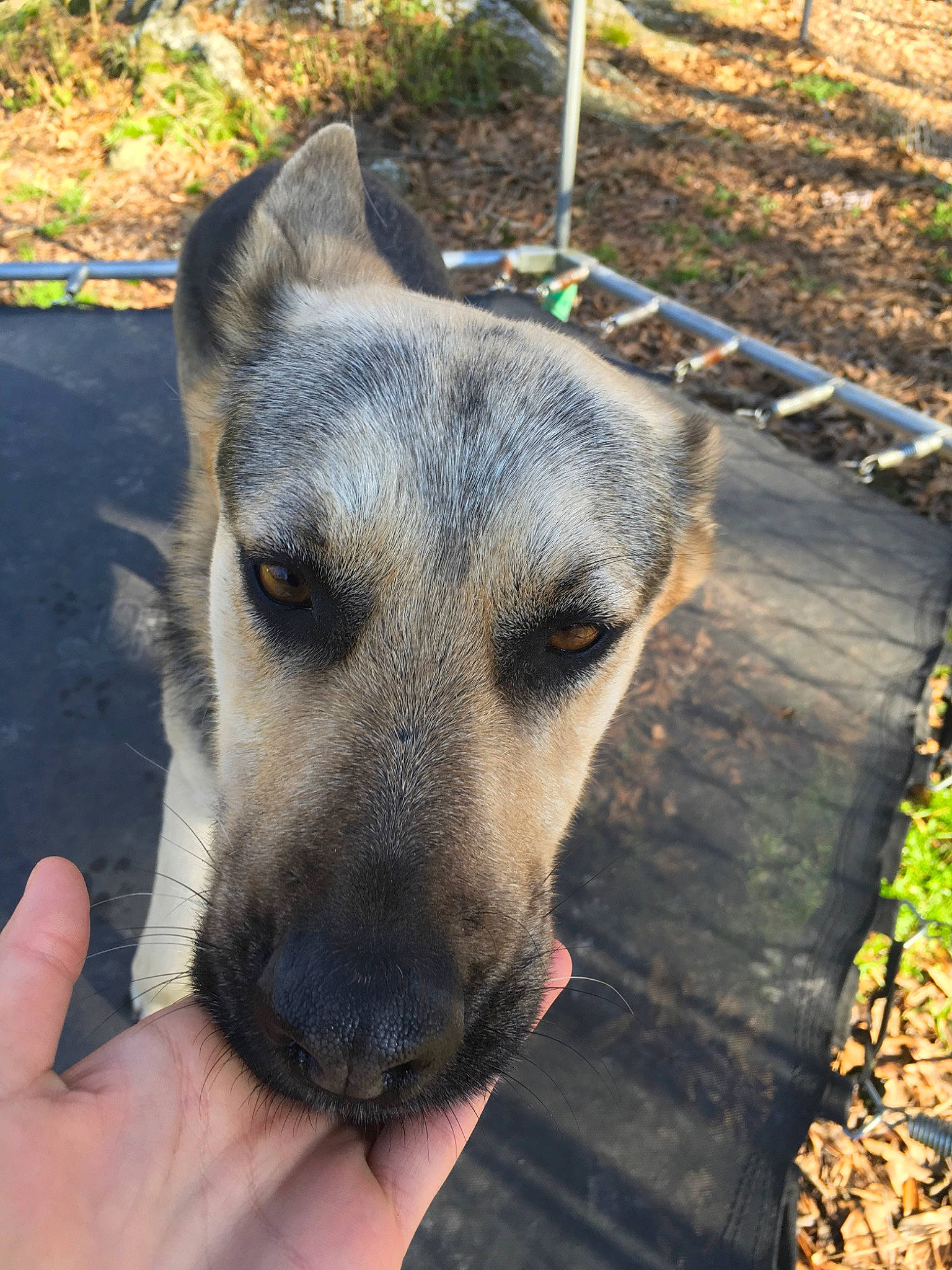 Sara joined the competition — help win amazing prizes! black_mouth_cur, canidae, carnivore, dog, dog_breed, fawn, kangal_dog, mammal, mountain_cur, potcake_dog, snout, street_dog, vertebrate