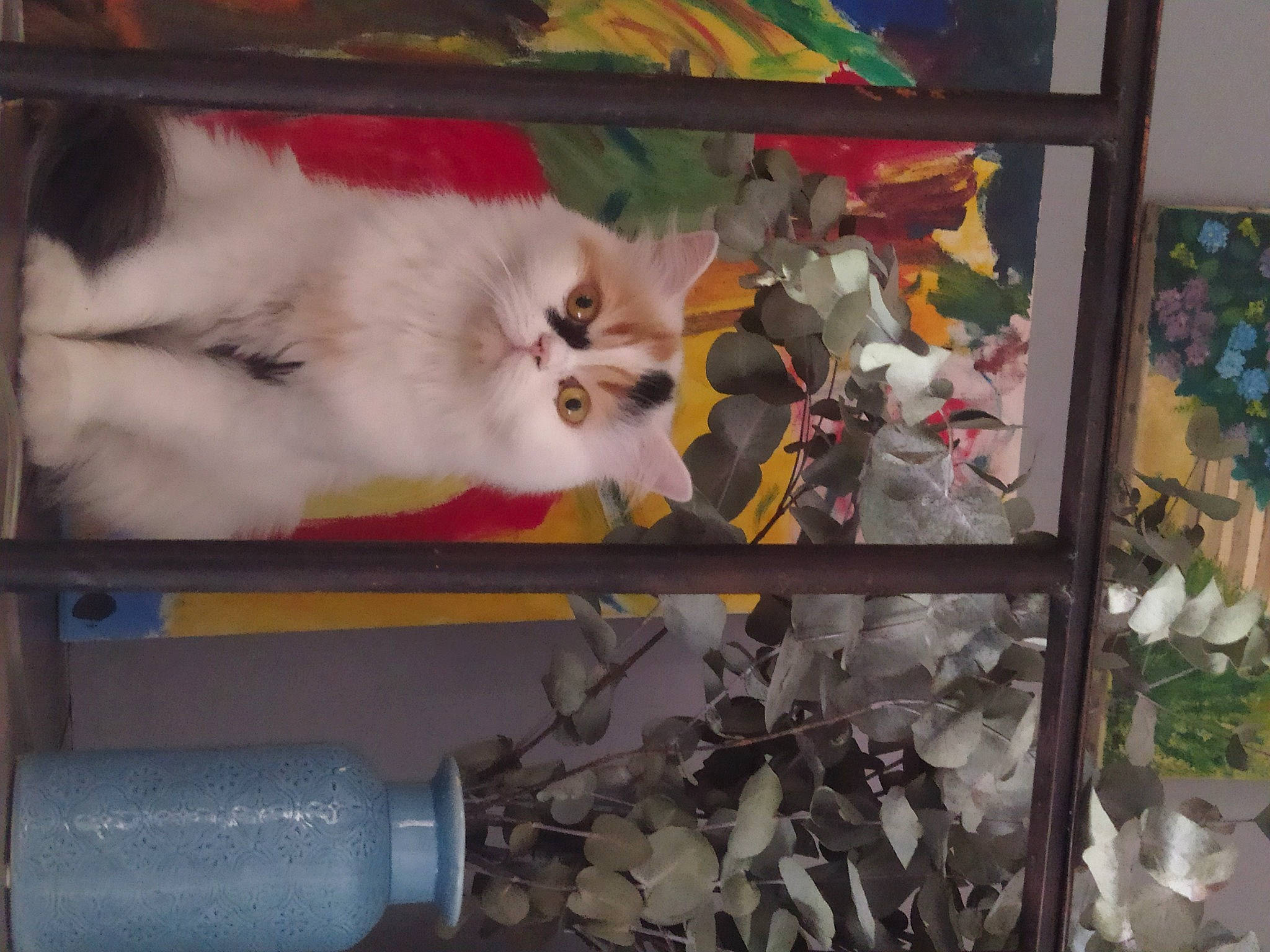 Uma participe au concours pour gagner de l'argent avec cette photo : art, carnivore, cat, chair, domestic_short_haired_cat, felidae, fur, gas, glass, plant, plastic_bottle, room, shelf, shelving, small_to_medium_sized_cats, tail, tree, visual_arts, whiskers, wood