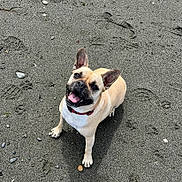 Zela joined the competition — help win amazing prizes! adorable, beach, canine, closeup, collar, dog, ears_up, footprints, french_bulldog, happy, looking_up, outdoor, pawprints, pebble, pet, playful, sand, sitting, smile, tongue_out