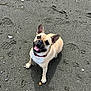 adorable, beach, canine, closeup, collar, dog, ears_up, footprints, french_bulldog, happy, looking_up, outdoor, pawprints, pebble, pet, playful, sand, sitting, smile, tongue_out