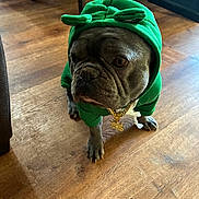 Mr Blue joined the competition — help win amazing prizes! animal, brown_floor, bulldog, canine, chain, closeup, costume, cute, dog, domestic_animal, fashion, green_clothing, hoodie, household, indoor, pet, pet_accessory, portrait, standing, wooden_floor