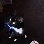 Midnight is registered to the contest to win money with this photo: animal, black_and_white, carpet, cat, cozy, curious, domestic, feline, floor, foot, indoor, leopard_print, looking_up, pajamas, paw, pet, sitting, toy_ball, whiskers, yellow_eyes