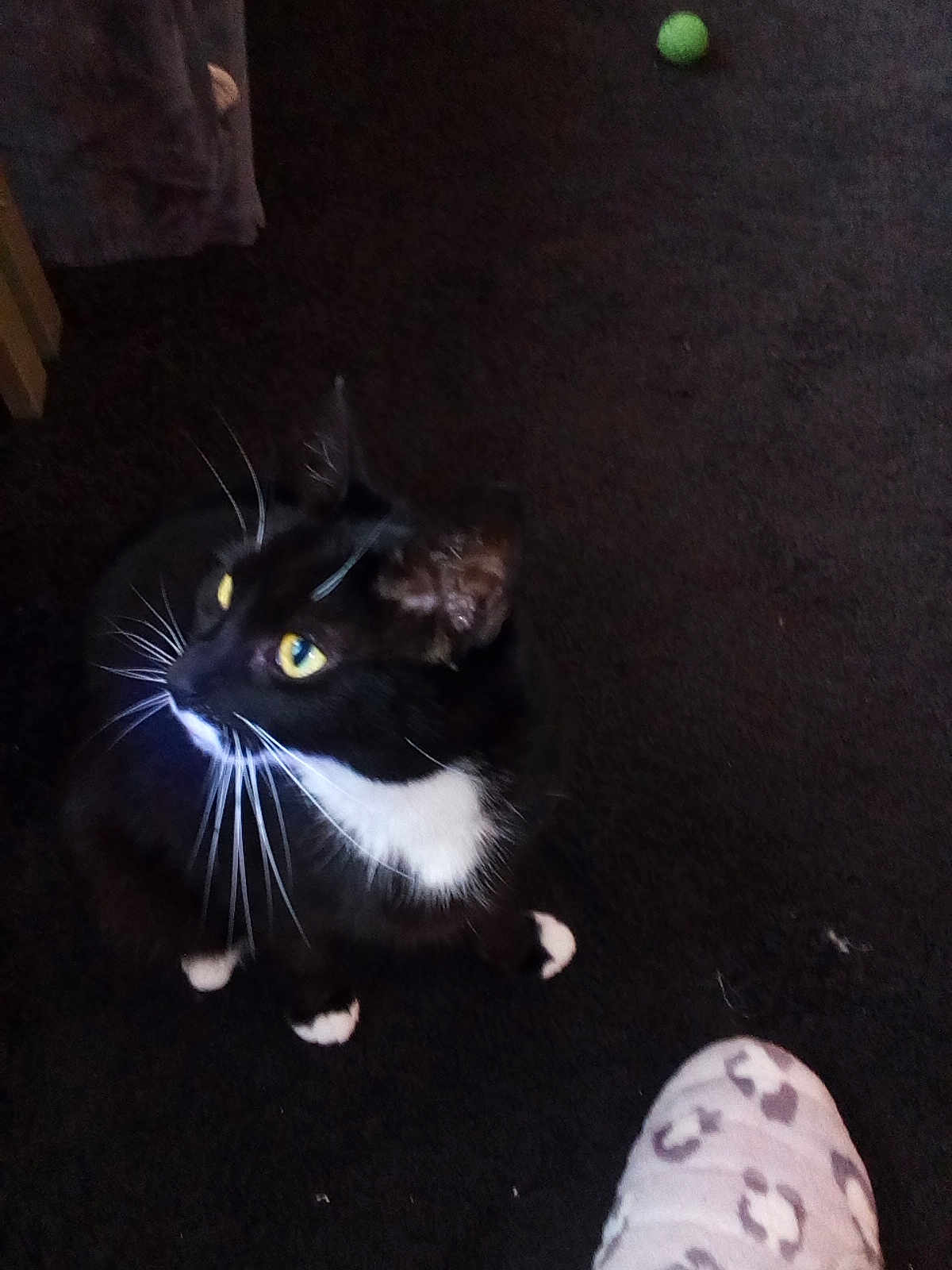 Midnight is registered to the contest to win money with this photo: animal, black_and_white, carpet, cat, cozy, curious, domestic, feline, floor, foot, indoor, leopard_print, looking_up, pajamas, paw, pet, sitting, toy_ball, whiskers, yellow_eyes