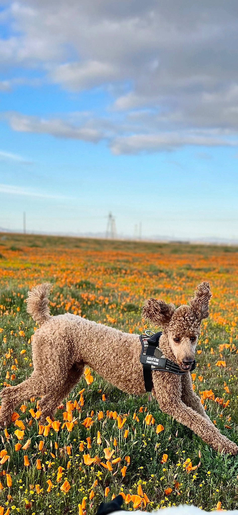 Griffin joined the competition — help win amazing prizes! carnivore, cloud, dog, ecoregion, fawn, flower, grass, grassland, landscape, meadow, morning, natural_landscape, people_in_nature, plain, plant, prairie, rural_area, shrub, sky, wildlife
