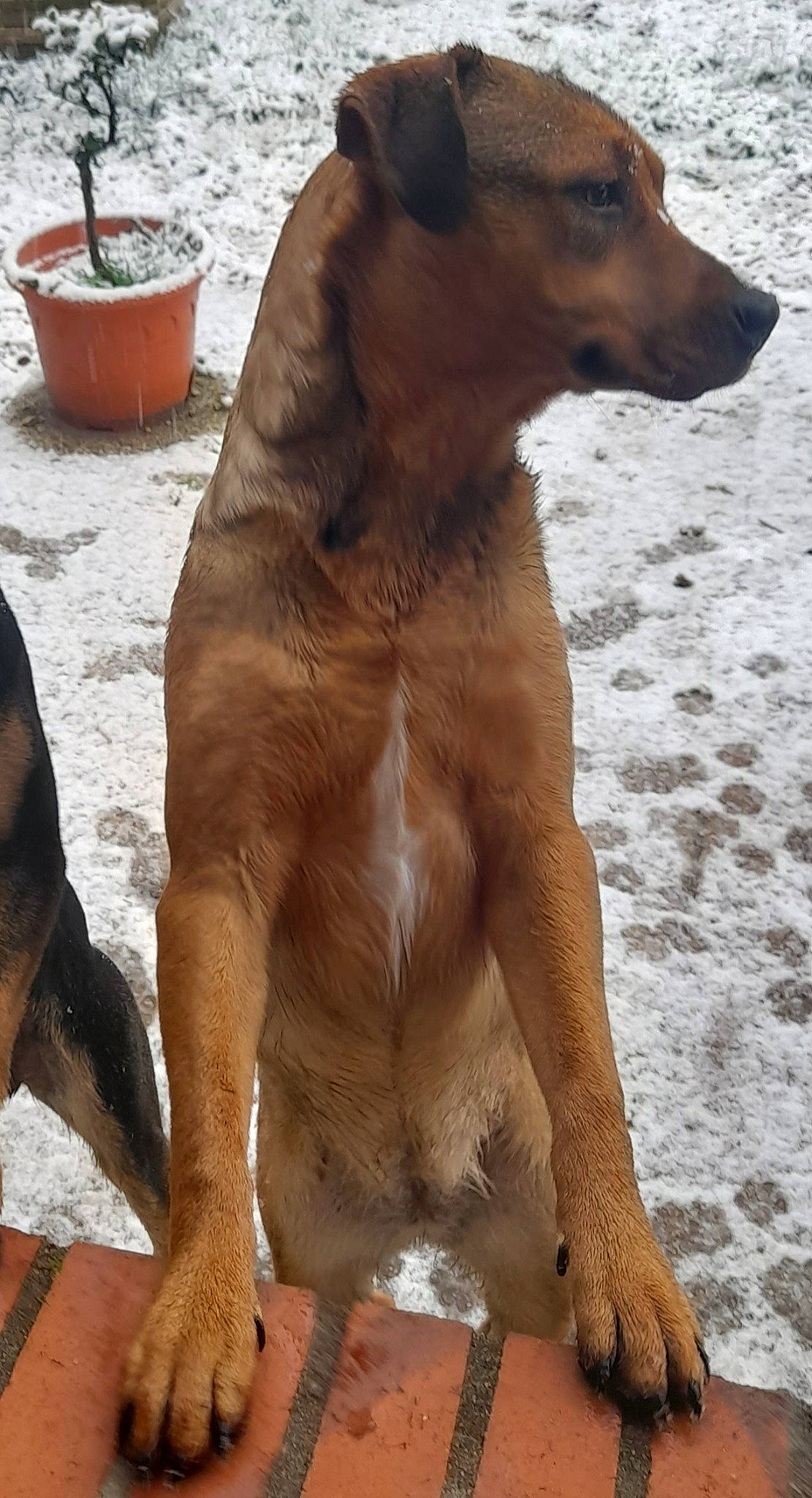 Amy a rejoint le concours — aidez-le/la à gagner de superbes lots ! canidae, carnivore, collar, companion_dog, dog, dog_breed, dog_collar, dog_sports, fawn, flowerpot, houseplant, liver, paw, snout, sporting_group, street_dog, tail, watch, whiskers, working_animal