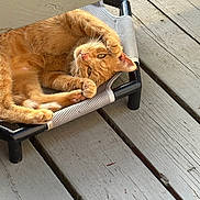 Nelly joined the competition — help win amazing prizes! animal, cat, cute, domestic_animal, ears, feline, fur, orange_tabby, outdoor, paws, pet_bed, pets, relaxed, resting, sleepy, small_furniture, stretching, sunlight, whiskers, wooden_deck