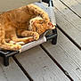 animal, cat, cute, domestic_animal, ears, feline, fur, orange_tabby, outdoor, paws, pet_bed, pets, relaxed, resting, sleepy, small_furniture, stretching, sunlight, whiskers, wooden_deck