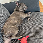Boxy a rejoint le concours — aidez-le/la à gagner de superbes lots ! animal, companion, couch, cozy, dog, french_bulldog, fur, grey_couch, home, indoor, nap, paw, pet, pet_feeder, plush_toy, red_toy, relaxed, resting, sleeping, toy