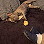 ball, black, brown, comfort, couch, cozy, dog, french_bulldog, fur, home, indoor, lying_down, person, pet, pillow, relaxed, slippers, socks, toy, white