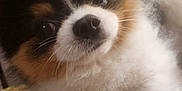 Zabooboo joined the competition — help win amazing prizes! dog, puppy, close_up, fluffy, tricolor, cute, pet, animal, fur, nose, eyes, whiskers, indoor, blanket, soft, portrait, young, friendly, companion, animal_face
