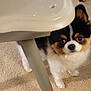 Zabooboo joined the competition — help win amazing prizes! dog, puppy, small_dog, tricolor, carpet, chair_leg, indoor, curious, fluffy, pet, animal, cute, looking, floor, fur, domestic_animal, young_dog, household, companionship, adorable
