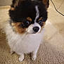 Zabooboo joined the competition — help win amazing prizes! dog, small_dog, fluffy, tri_color, black, white, brown, carpet, indoor, pet, cute, animal, fur, ears, nose, eyes, standing, looking, companion, adorable