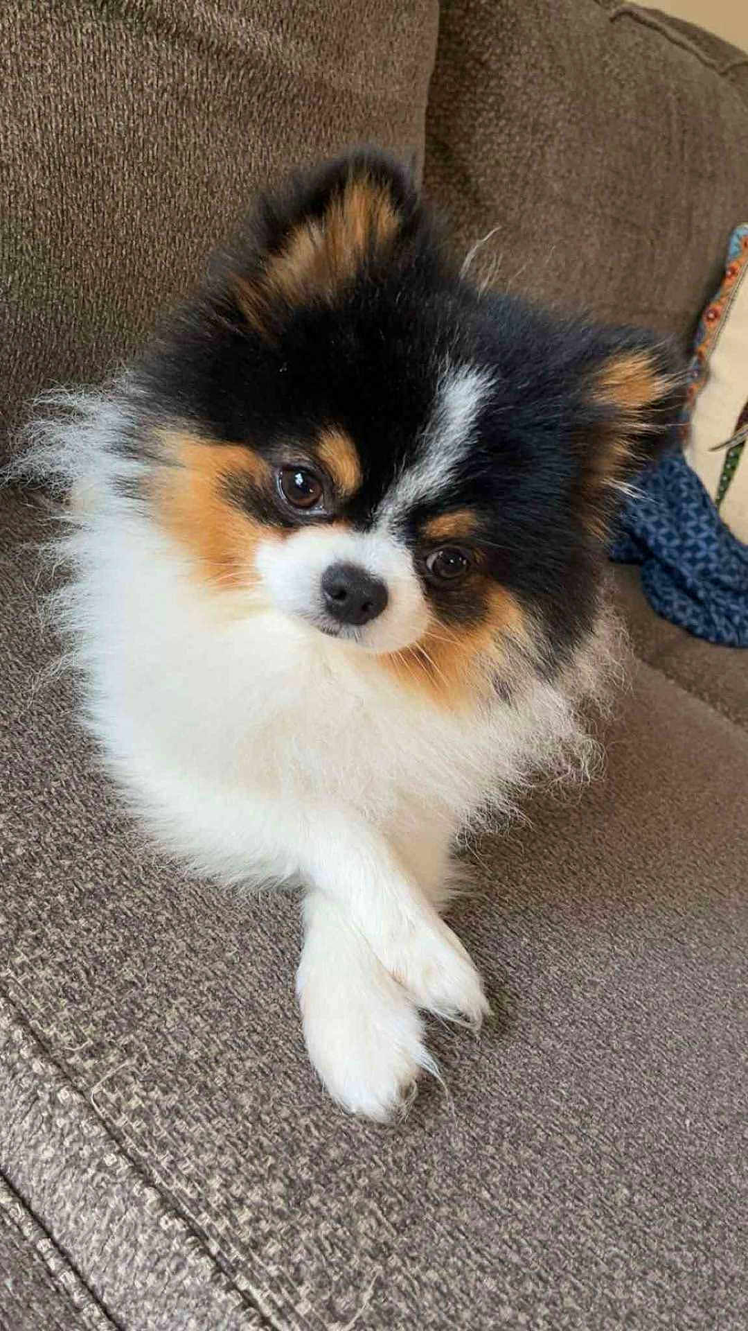 Zabooboo