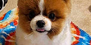 Moyeen joined the competition — help win amazing prizes! dog, puppy, fluffy, brown, white, face, tongue, blanket, tie_dye, carpet, fan, laundry_basket, indoor, pet, cute, small_dog, fur, animal, standing, cozy