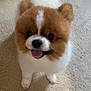 Moyeen is registered to the contest to win money with this photo: dog, puppy, fluffy, brown, white, carpet, indoor, pet, cute, tongue_out, small_dog, fur, animal, happy, face, ears, standing, companion, adorable, friendly