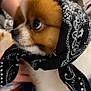 Moyeen is registered to the contest to win money with this photo: dog, bandana, pet, cute, indoor, fur, brown, white, face, animal, domestic_animal, eyes, closeup, person, hand, fabric, pattern, portrait, small_dog, cozy