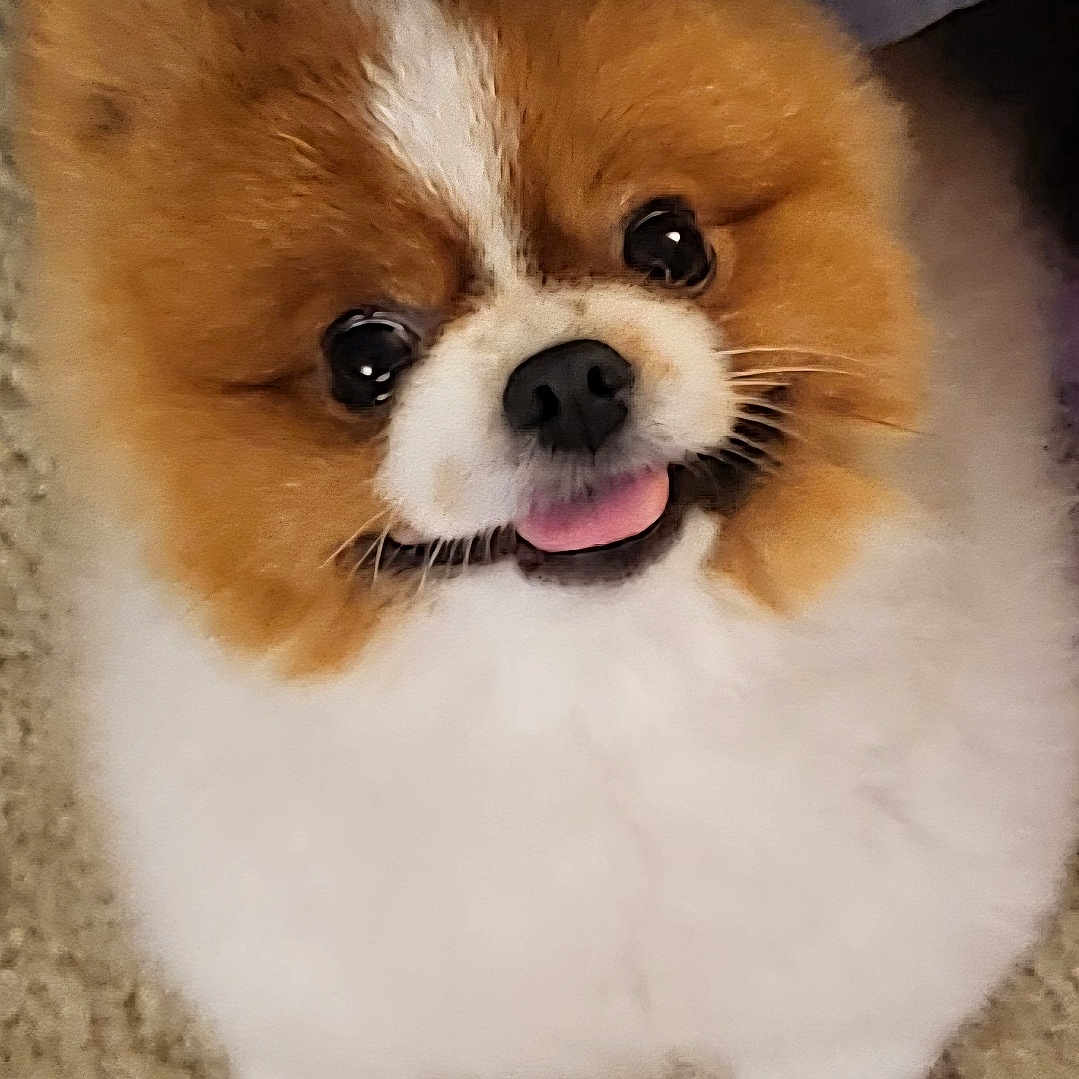 Moyeen joined the competition — help win amazing prizes! animal, black_nose, carpet, companion, cute, dog, domestic_animal, ears, face, fluffy, fur, happy, indoor, looking_up, nose, pet, pomeranian, small_dog, standing, tongue_out
