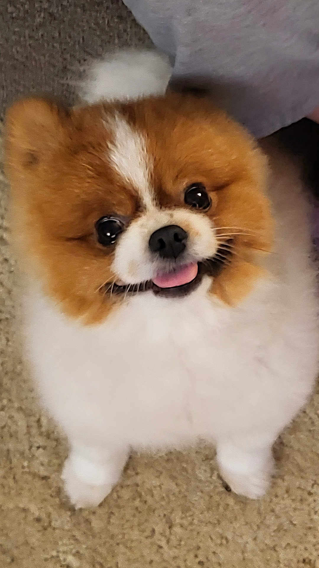 Moyeen joined the competition — help win amazing prizes! dog, pomeranian, fluffy, cute, pet, animal, tongue_out, carpet, indoor, small_dog, happy, fur, face, ears, nose, black_nose, standing, looking_up, companion, domestic_animal