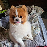Moyeen joined the competition — help win amazing prizes! dog, puppy, pomeranian, tongue_out, fluffy, bed, blanket, bedroom, furniture, dresser, cozy, cute, pet, indoor, animal, small_dog, fur, expression, sitting, playful