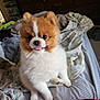 dog, puppy, pomeranian, tongue_out, fluffy, bed, blanket, bedroom, furniture, dresser, cozy, cute, pet, indoor, animal, small_dog, fur, expression, sitting, playful