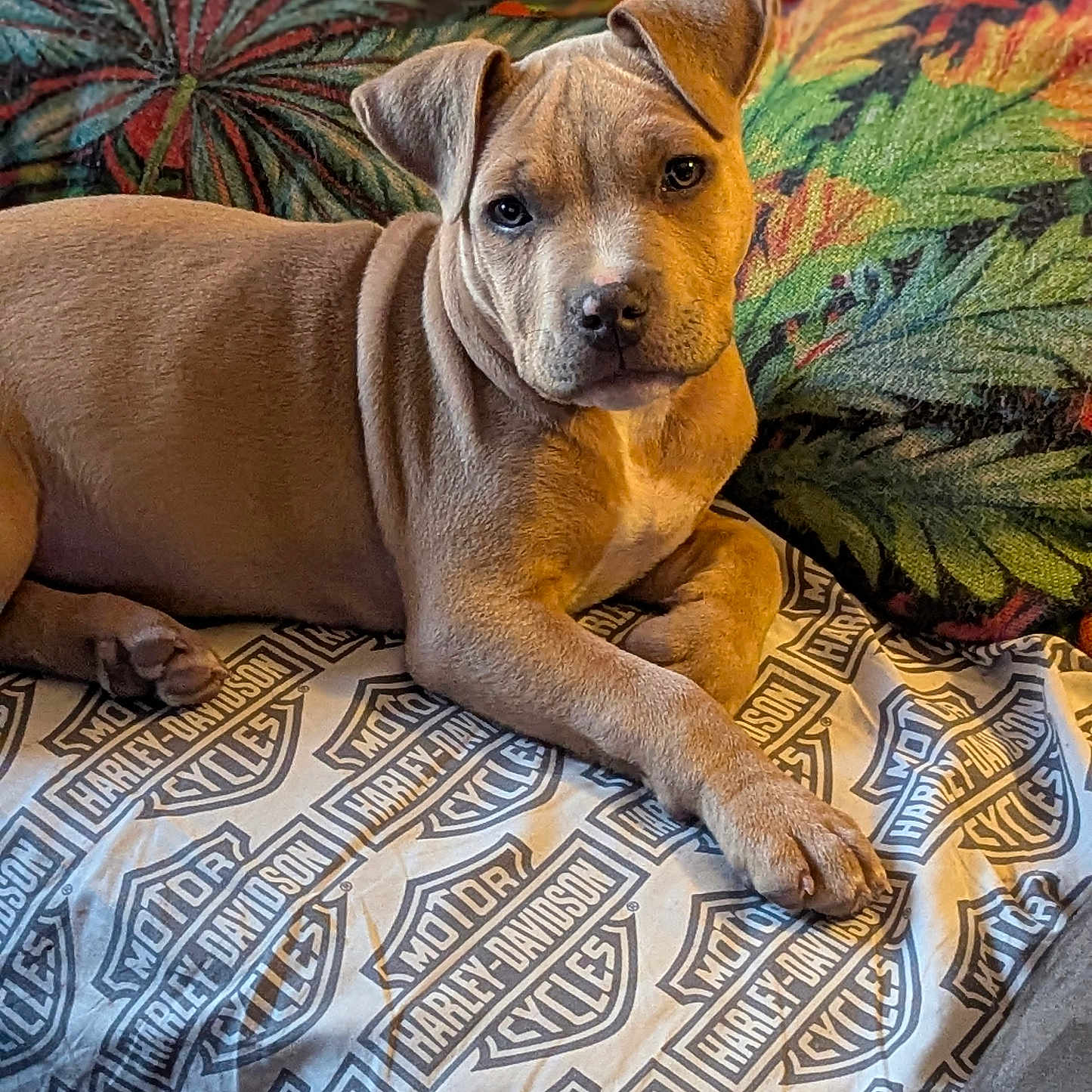 Bella is registered to the contest to win money with this photo: animal, blanket, brown_dog, canine, cozy, cushion, cute, dog, ears, fur, harley_davidson, home, indoor, laying, paw, pet, puppy, relaxed, snout, young_dog