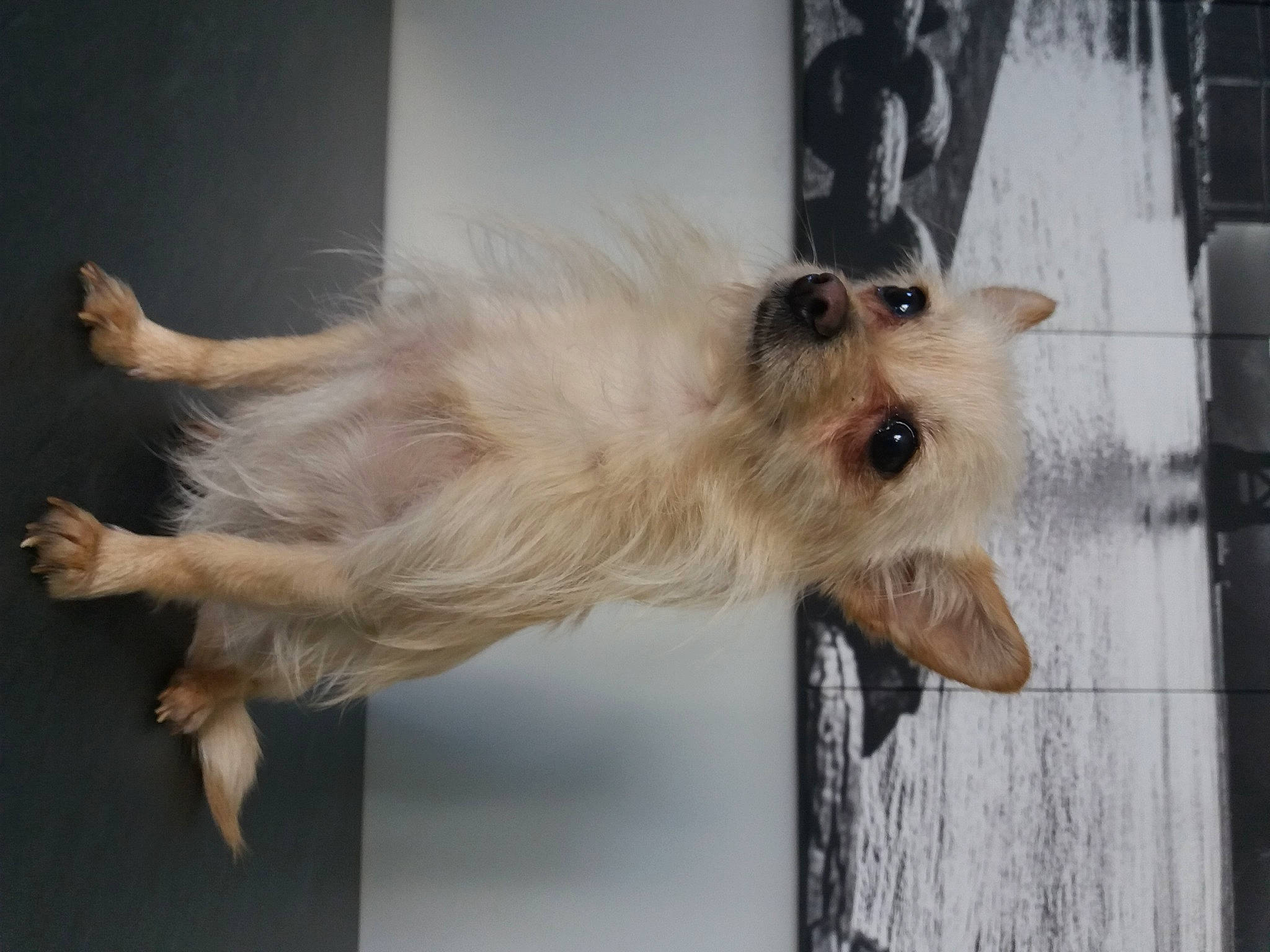 Lisy a rejoint le concours — aidez-le/la à gagner de superbes lots ! canidae, carnivore, collar, companion_dog, dog, dog_breed, dog_supply, fawn, fur, liver, pet_supply, small_terrier, snout, sporting_group, tail, terrier, toy_dog, wing, wood, working_animal