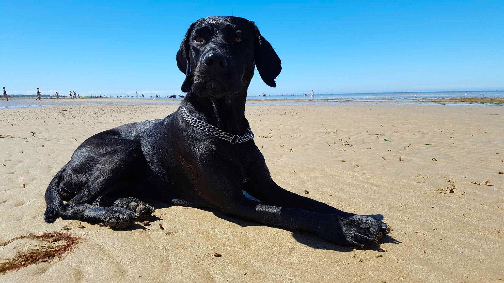 Ypsi participe au concours pour gagner de l'argent avec cette photo : beach, canidae, carnivore, collar, dog, dog_breed, dog_collar, fawn, gun_dog, hunting_dog, landscape, ocean, sand, singing_sand, sky, sporting_group, terrestrial_animal, water, working_animal, working_dog