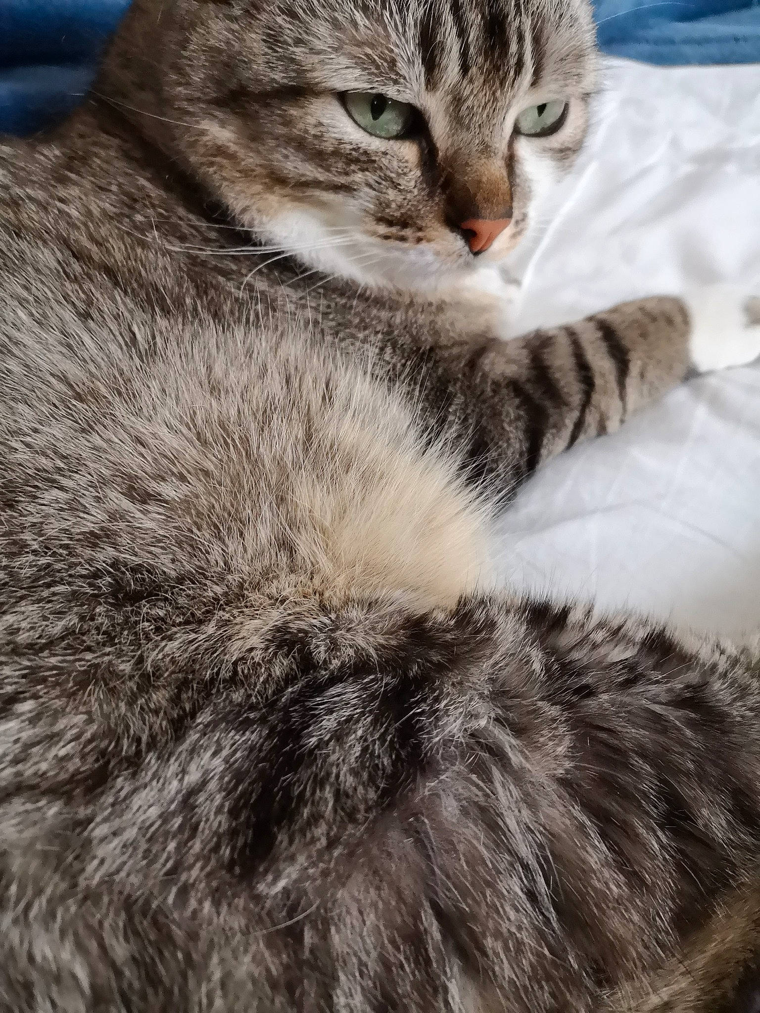 Azzaro participe au concours pour gagner de l'argent avec cette photo : aegean_cat, american_shorthair, american_wirehair, asian, carnivore, cat, close_up, domestic_short_haired_cat, dragon_li, european_shorthair, felidae, fur, kitten, mammal, pixie_bob, small_to_medium_sized_cats, snout, tabby_cat, whiskers, wildlife