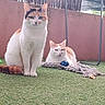 cat, cats, pet, animal, feline, calico, white_cat, orange_cat, sitting, lying_down, outdoor, backyard, grass, pink_wall, rope_toy, toy, fluffy, whiskers, blue_eyes, portrait