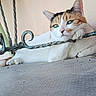 Neya a rejoint le concours — aidez-le/la à gagner de superbes lots ! cat, calico_cat, orange_and_white, feline, pet, animal, green_eyes, whiskers, ears, paws, lying_down, relaxed, portrait, balcony, railing, wrought_iron, outdoor, ledge, wall, close_up