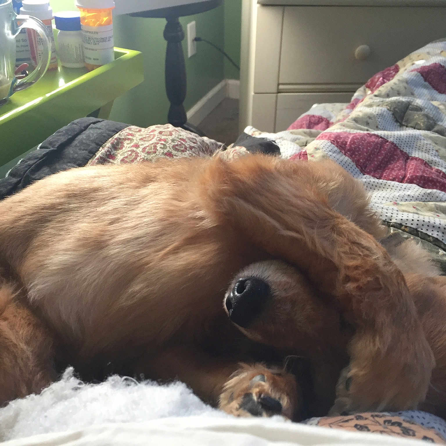 Dundee is registered to the contest to win money with this photo: canidae, carnivore, dog, dog_breed, fawn, leonberger, nap, sporting_group
