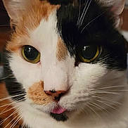 Abby joined the competition — help win amazing prizes! animal, calico_cat, cat, close_up, closeup, cute, domestic_cat, ears, expression, face, feline, fur, indoor, muzzle, nose, pet, pink_tongue, portrait, whiskers, yellow_eyes