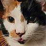 animal, calico_cat, cat, close_up, closeup, cute, domestic_cat, ears, expression, face, feline, fur, indoor, muzzle, nose, pet, pink_tongue, portrait, whiskers, yellow_eyes