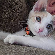 Junie is registered to the contest to win money with this photo: affection, animal, calico, cat, close_up, companion, couch, cute, face, feline, indoor, kitten, nose, orange_collar, person, pet, relaxed, texture, whiskers, white_fur