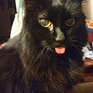 Waffle joined the competition — help win amazing prizes! cat, black_cat, tongue_out, fluffy, indoor, pet, animal, yellow_eyes, whiskers, fur, close_up, cute, mischievous, domestic_cat, feline, portrait, face, expression, household, cozy