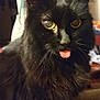 cat, black_cat, tongue_out, fluffy, indoor, pet, animal, yellow_eyes, whiskers, fur, close_up, cute, mischievous, domestic_cat, feline, portrait, face, expression, household, cozy