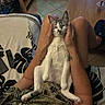 cat, person, lap, hands, indoor, relaxed, seated, blanket, remote_control, tattoo, floor_tiles, table, cup, slippers, legs, comfort, pet, resting, cozy, casual