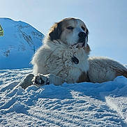 Bella participe au concours pour gagner de l'argent avec cette photo : animal, canine, cold, dog, fluffy, fur, landscape, majestic, mountain, nature, outdoor, paw, pet, relaxing, scenic, serene, sky, snow, sunlight, winter