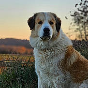 Bella a rejoint le concours — aidez-le/la à gagner de superbes lots ! dog, animal, outdoor, grass, sunset, nature, pet, fluffy, field, mammal, canine, portrait, fur, peaceful, rural, landscape, sitting, daylight, eyes, snout