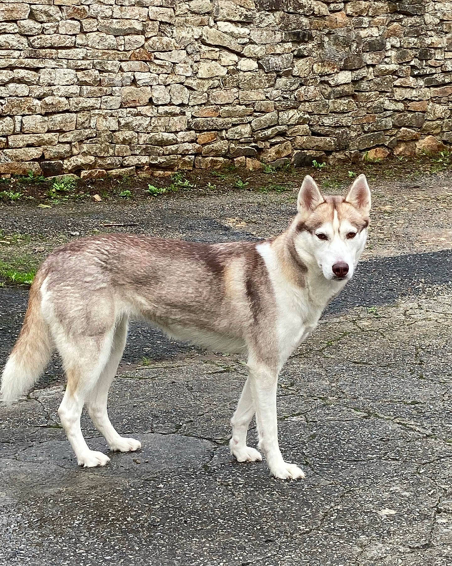 Ruby a rejoint le concours — aidez-le/la à gagner de superbes lots ! ancient_dog_breeds, brick, canidae, canis, canis_lupus_tundrarum, carnivore, collar, companion_dog, dog, dog_breed, fawn, non_sporting_group, snout, sporting_group, sulimov_dog, tail, terrestrial_animal, wildlife, working_animal, working_dog