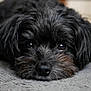 animal, black_dog, canine, carpet, close_up, cozy, cute, dog, domestic_animal, eyes, fur, indoor, lying_down, mammal, nose, pet, portrait, relaxing, soft_texture, whiskers