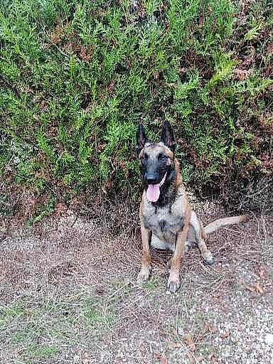 Nixon participe au concours pour gagner de l'argent avec cette photo : canidae, carnivore, collar, companion_dog, dog, dog_breed, dog_collar, fawn, grass, groundcover, herding_dog, plant, snout, soil, sporting_group, street_dog, tail, terrestrial_animal, working_animal, working_dog