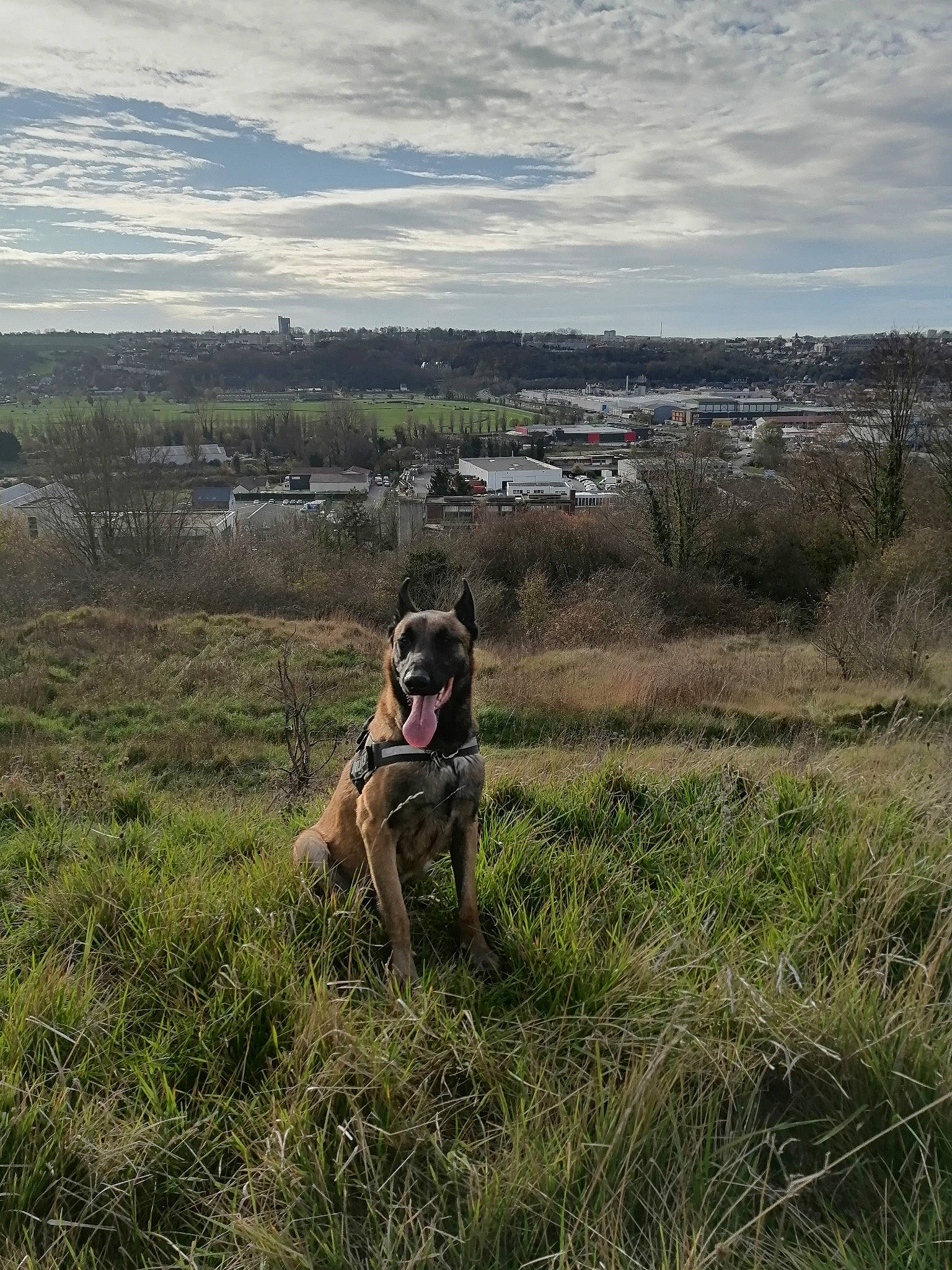 Nixon a rejoint le concours — aidez-le/la à gagner de superbes lots ! carnivore, cloud, companion_dog, dog, dog_breed, fawn, field, grass, grassland, landscape, meadow, pasture, plant, prairie, sky, soil, sporting_group, tree, wildlife, working_animal