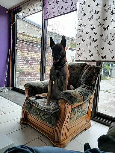 Nixon participe au concours pour gagner de l'argent avec cette photo : carnivore, comfort, companion_dog, couch, curtain, dog, dog_breed, dog_supply, fawn, felidae, interior_design, living_room, plant, room, small_to_medium_sized_cats, studio_couch, vertebrate, window, window_blind, working_animal