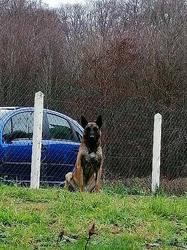 Nixon a rejoint le concours — aidez-le/la à gagner de superbes lots ! automotive_exterior, automotive_tire, car, carnivore, companion_dog, dog, dog_breed, fawn, fence, grass, hood, lawn, plant, snout, tire, tree, vehicle, vertebrate, wheel, working_animal